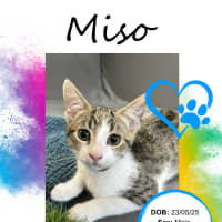 Photo of Miso