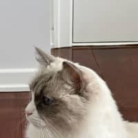 Photo of Maimai