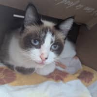 Photo of Bandit