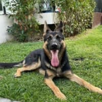 Photo of Yide   18 Month Old German Shepherd