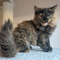Photo of Bella