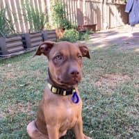 Photo of Ruby   11 Week Old Staffy X (On Trial)