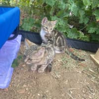 Photo of Butterscotch 