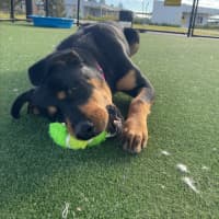 Photo of Roxy Imp 1353