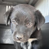 Photo of The Hawaiian Boys!