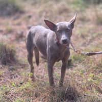 Photo of Althea
