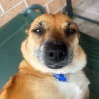 Photo of Remi   6 Year Old Jack Russell X, Girl