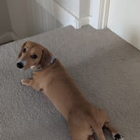 Photo of Frankie   4 Year Old Dachshund