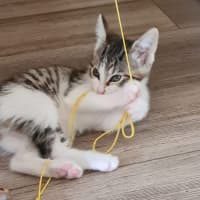 Photo of Sookie Lala