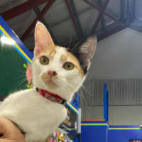 Photo of Rhapsody