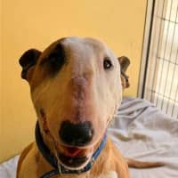 Photo of Indy