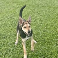 Photo of Bindi   6 Month Old Kelpie X
