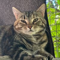 Photo of Bugsy 