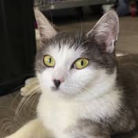 Photo of Elmer