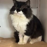 Photo of Bobo 