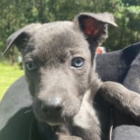 Photo of Max   1 Year Old Kelpie X