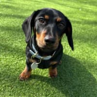 Photo of Lucy