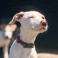 Photo of Chilli
