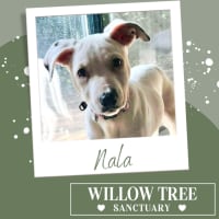 Photo of Nala