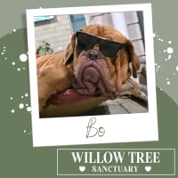 Photo of Bo
