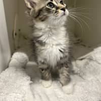 Photo of Lynx