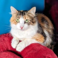 Photo of Belle