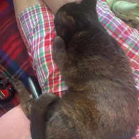 Photo of Midnight