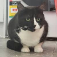 Photo of Dusty   In Foster Care In Ardeer