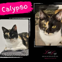 Photo of Calypso 