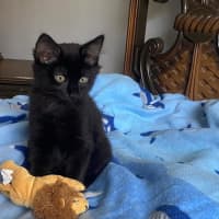 Photo of Simba & Apollo