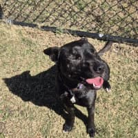 Photo of Miss Bambi (4286)