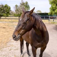 Photo of Jarrah