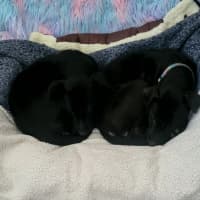 Photo of Pumpkin   12 Week Old Wolfhound X