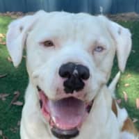 Photo of Zeus Beautiful Cuddly Boy