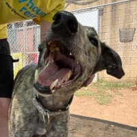 Photo of Bindi