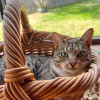Photo of Olive
