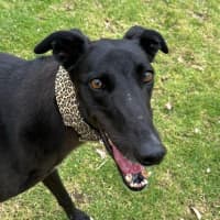 Photo of Lola The Greyhound