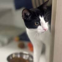 Photo of Athena