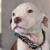 Photo of Coco