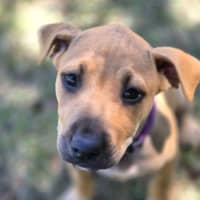 Photo of Macadamia Twist