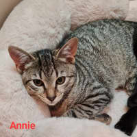 Photo of Annie