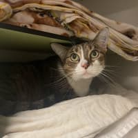 Photo of Hazel
