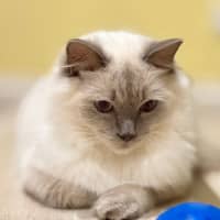 Photo of Nimbus