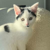 Photo of Possum