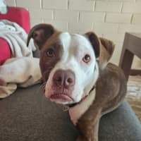 Photo of Stella 