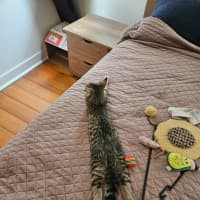 Photo of Gizmo