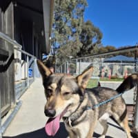 Photo of Coyotee Pete