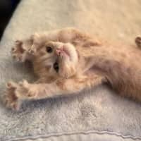 Photo of Giselle