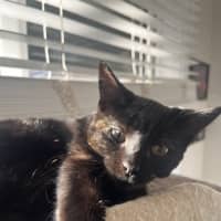 Photo of Piper   Located In Frankston