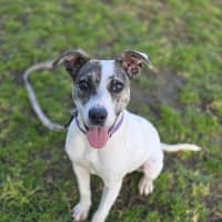 Photo of Cracker (66477)